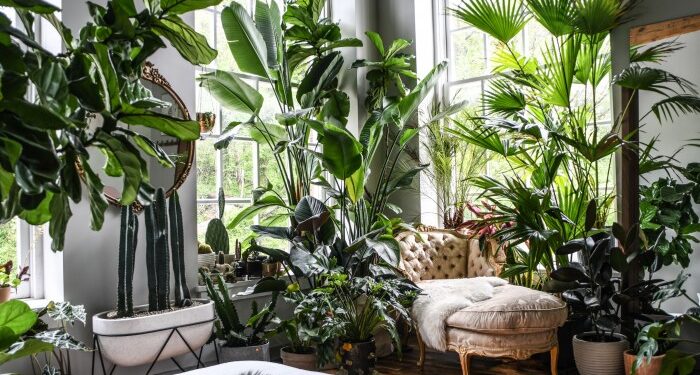 25 Of The Best Popular Interior Design Plants | Housetodecor.com